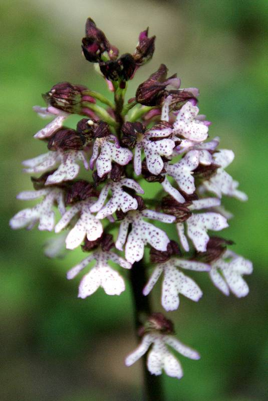 Unser Orchideenpark Bild Nr.026